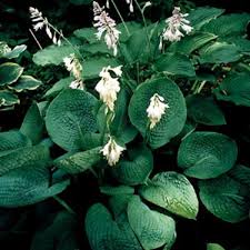Image result for Hosta sieboldiana 'Elegans'