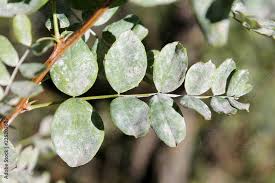 Attēlu rezultāti vaicājumam “Caragana arborescens leaf”