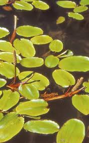Attēlu rezultāti vaicājumam “Potamogeton trichoides leaf”