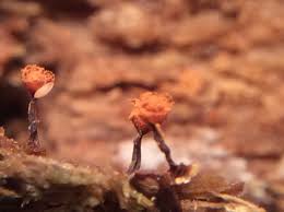 Attēlu rezultāti vaicājumam “Cribraria rubiginosa macro”