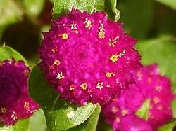 Image result for Kugelamarant