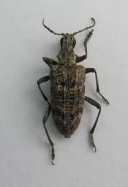 Attēlu rezultāti vaicājumam “Rhagium inquisitor”