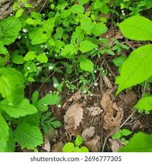 Attēlu rezultāti vaicājumam “Circaea alpina leaf”