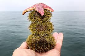 Image result for Strongylocentrotus droebachiensis