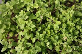 Image result for Majoran