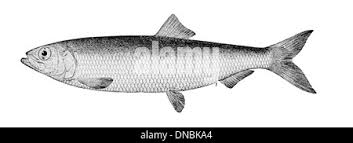 Image result for Clupea pallasii