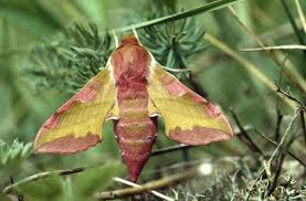 Attēlu rezultāti vaicājumam “Deilephila porcellus”