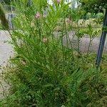 Attēlu rezultāti vaicājumam “Onobrychis arenaria fruit”