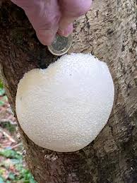 Attēlu rezultāti vaicājumam “Reticularia lobata spores”