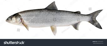 Image result for Coregonus lavaretus