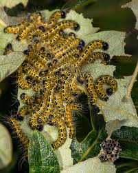 Attēlu rezultāti vaicājumam “Phalera bucephala larva”