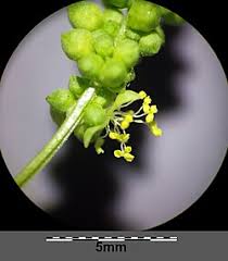 Attēlu rezultāti vaicājumam “Mercurialis perennis bud”