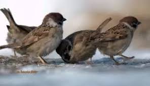 Attēlu rezultāti vaicājumam “Passer montanus adult”