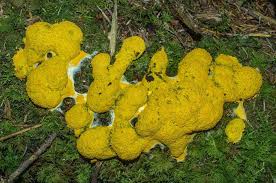 Attēlu rezultāti vaicājumam “Badhamia capsulifera var. arborea spores”