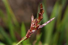 Attēlu rezultāti vaicājumam “Carex digitata leaf”