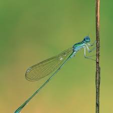 Attēlu rezultāti vaicājumam “Nehalennia speciosa”