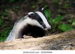 Attēlu rezultāti vaicājumam “Meles meles adult”