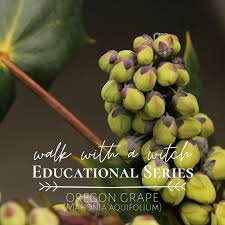 Attēlu rezultāti vaicājumam “Mahonia aquifolium fruit”