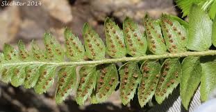Attēlu rezultāti vaicājumam “Polystichum lonchitis”