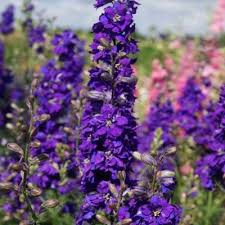 Image result for Consolida ajacis oder Consolida regalis