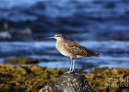 Image result for Numenius hudsonicus