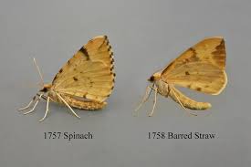 Attēlu rezultāti vaicājumam “Eulithis mellinata”