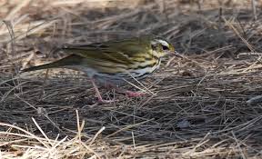 Image result for Anthus hodgsoni