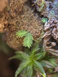 Attēlu rezultāti vaicājumam “Schistostega pennata”