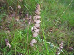 Attēlu rezultāti vaicājumam “Rhinanthus serotinus fruit”