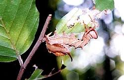 Attēlu rezultāti vaicājumam “Stauropus fagi larva”