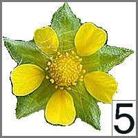 Image result for Gaillardia amblyodon