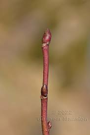 Attēlu rezultāti vaicājumam “Tilia cordata bud”