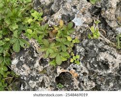 Attēlu rezultāti vaicājumam “Potentilla erecta leaf”