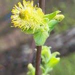 Attēlu rezultāti vaicājumam “Salix aurita flower”