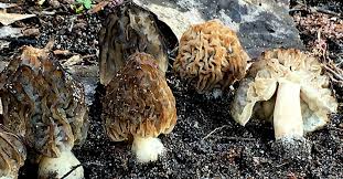 Attēlu rezultāti vaicājumam “Morchella sp.”