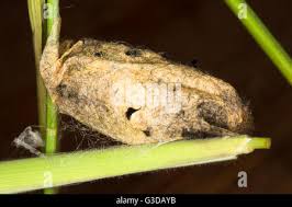 Attēlu rezultāti vaicājumam “Euthrix potatoria cocoon”