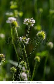 Image result for Dipsacus pilosus