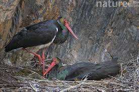 Attēlu rezultāti vaicājumam “Ciconia nigra nest”