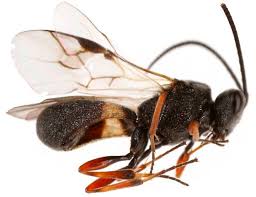 Attēlu rezultāti vaicājumam “Licea chelonoides sessile”