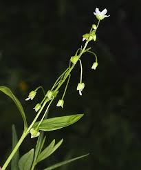 Attēlu rezultāti vaicājumam “Claytonia sibirica flower”