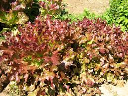 Image result for Pflücksalat