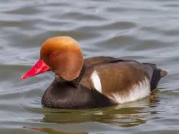 Image result for Netta rufina