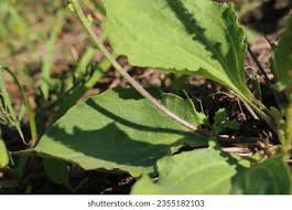 Attēlu rezultāti vaicājumam “Plantago major subsp. intermedia leaf”