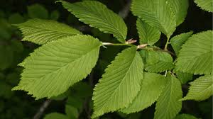 Attēlu rezultāti vaicājumam “Ulmus glabra leaf”