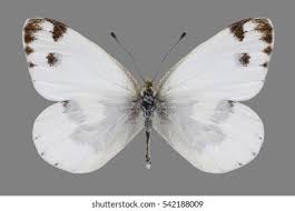 Attēlu rezultāti vaicājumam “Pieris napi female”