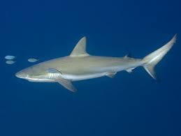 Image result for Carcharhinus