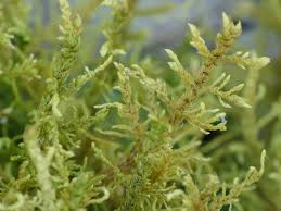 Attēlu rezultāti vaicājumam “Thuidium assimile”