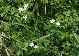 Attēlu rezultāti vaicājumam “Isopyrum thalictroides flower”