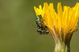 Attēlu rezultāti vaicājumam “Cryptocephalus aureolus, Cryptocephalus sericeus”