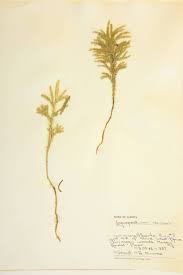 Attēlu rezultāti vaicājumam “Lycopodiaceae”